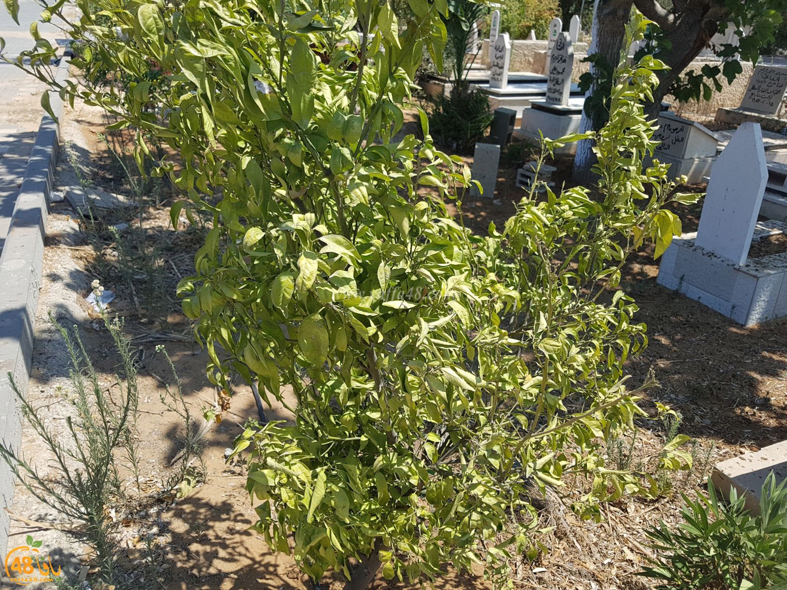 tasoo trees je (7).jpg